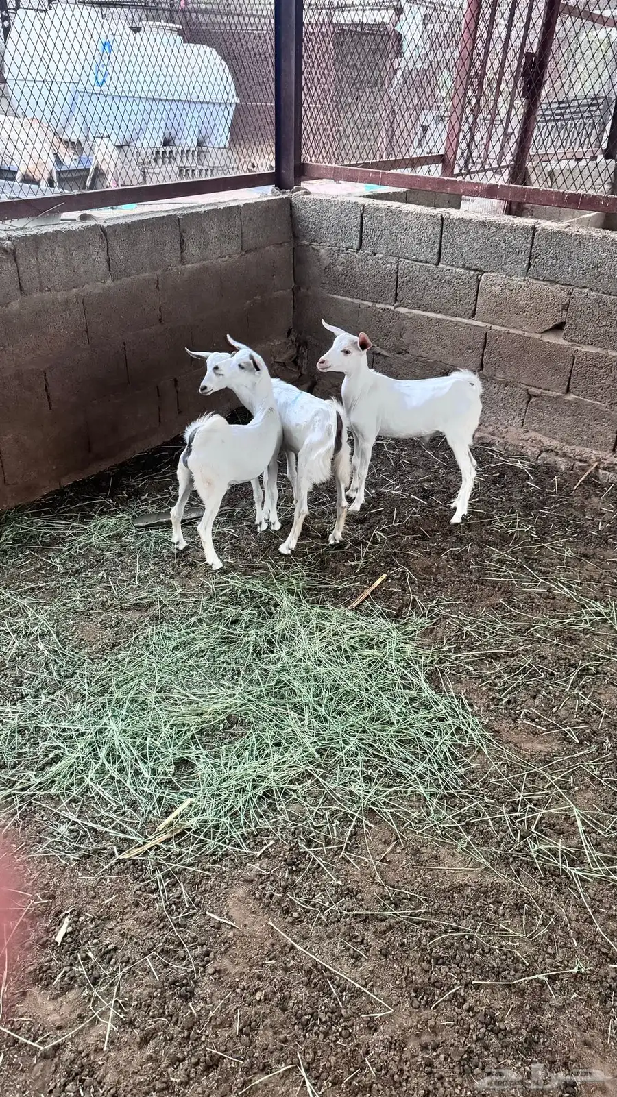 3 تيس للبيع 2