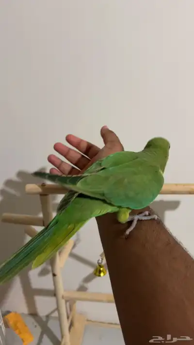 فرخ ييغاء دره مفطوم اليف وهدد ومايعرف العض حمامه 3