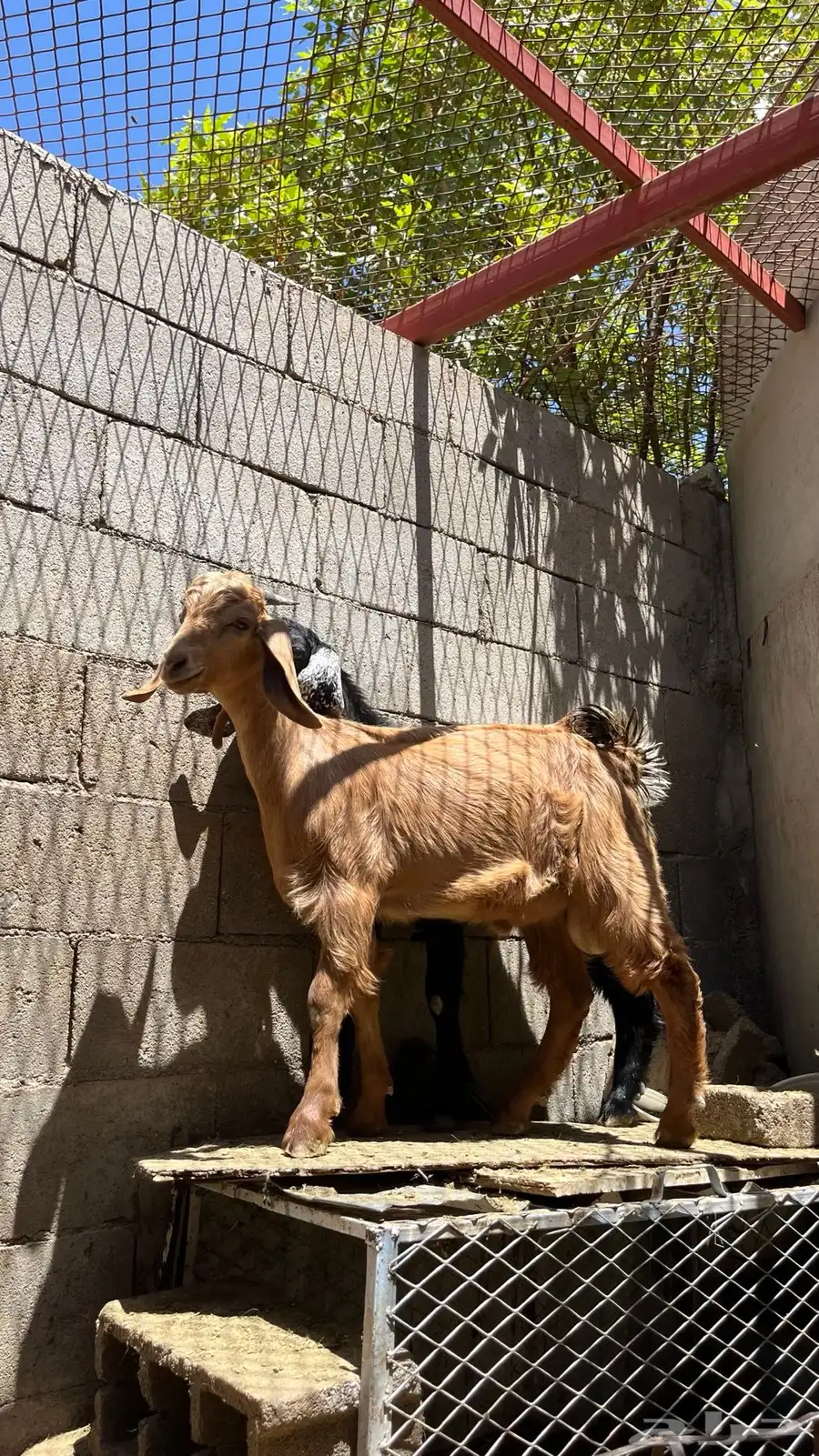 تيوس 3
