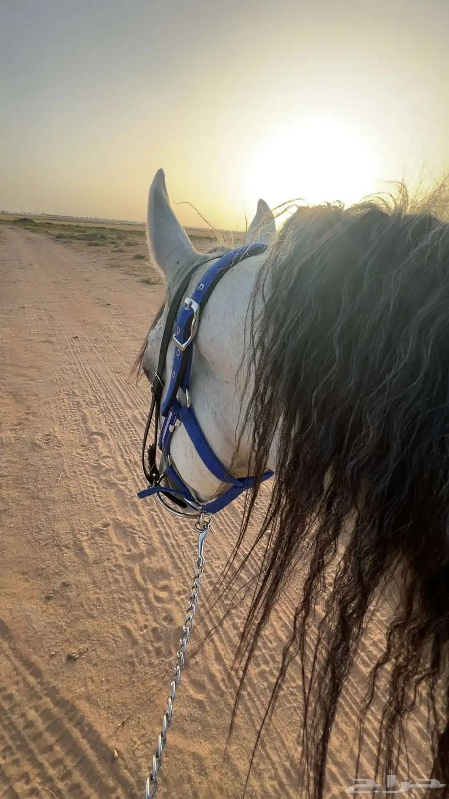 حصان واهو شيخ 1