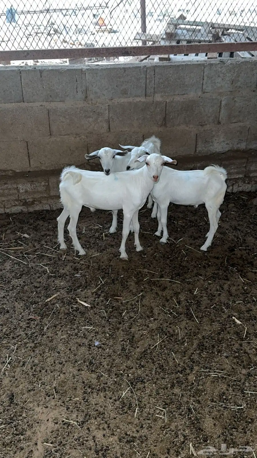 3 تيس للبيع 1