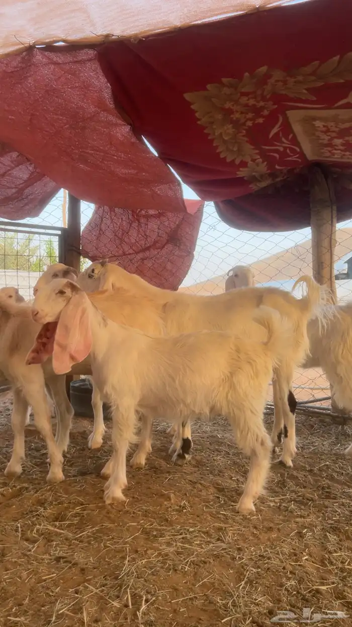 معزا جمدات للبيع 2
