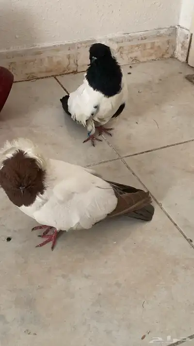 جوز حمام ذكر وأنثى صحه جيده خاليه من الأمراض منتجه 0