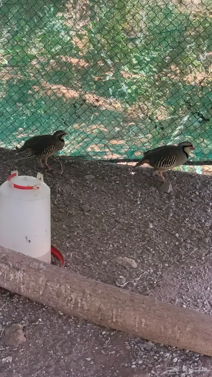 طيور محمية شنير سوري وقمري افريقي وحجل 1