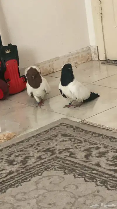 جوز حمام ذكر وأنثى صحه جيده خاليه من الأمراض منتجه 5