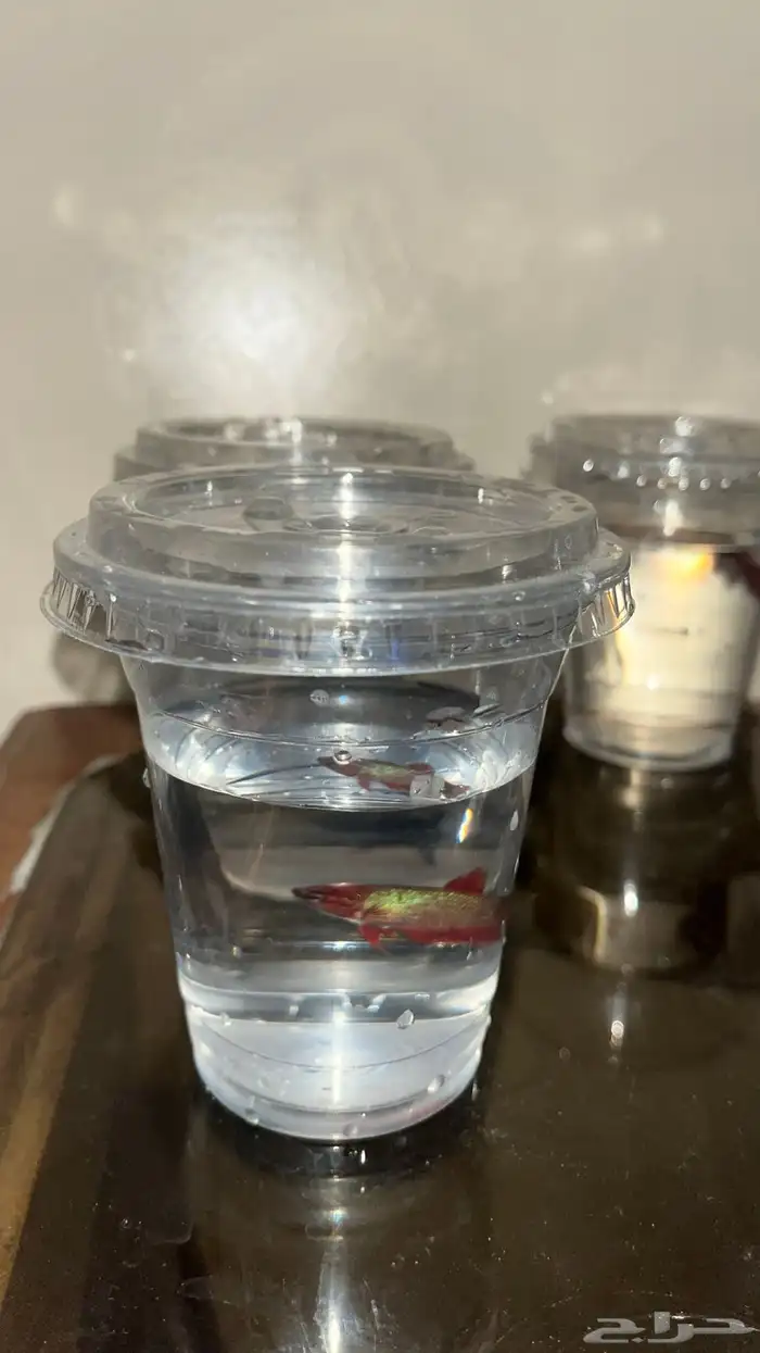 اسماك الفايتر 3