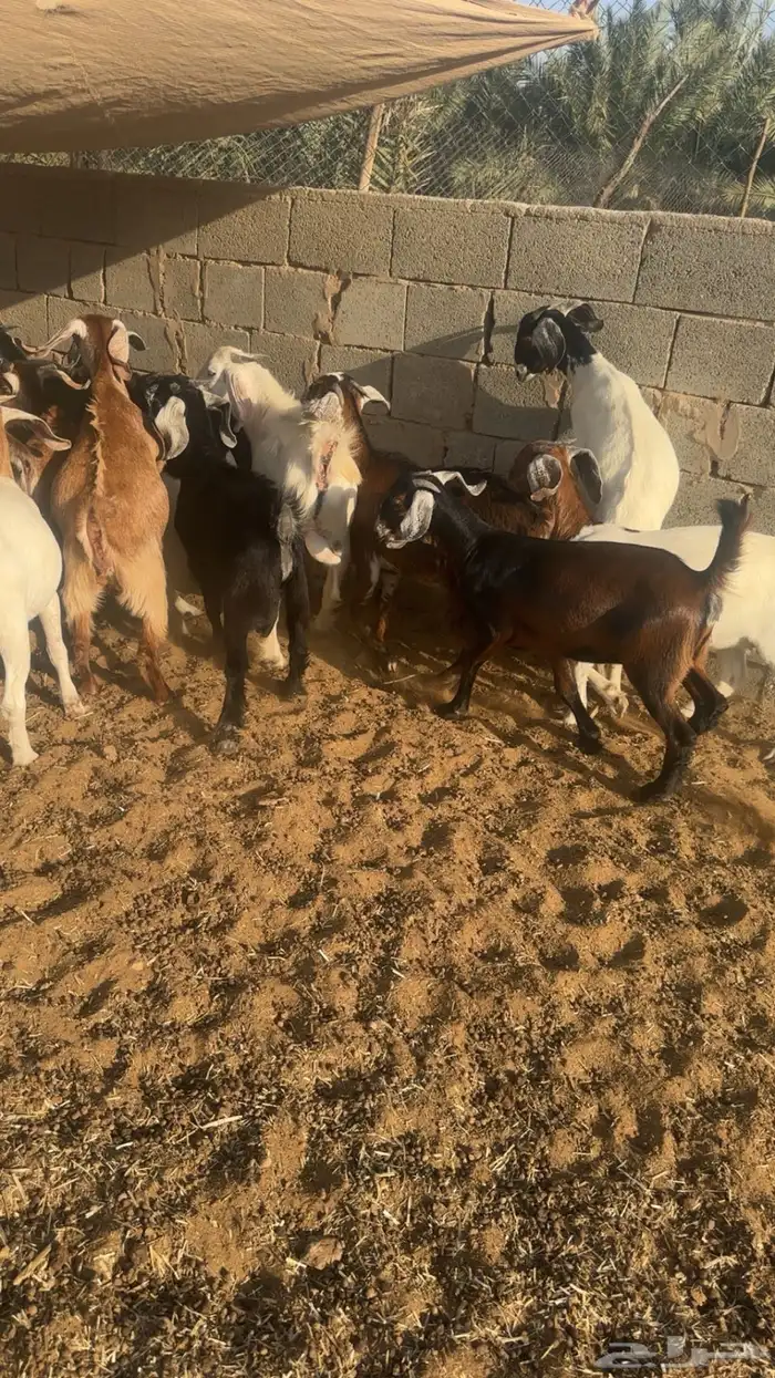 تيوس وجفار 1