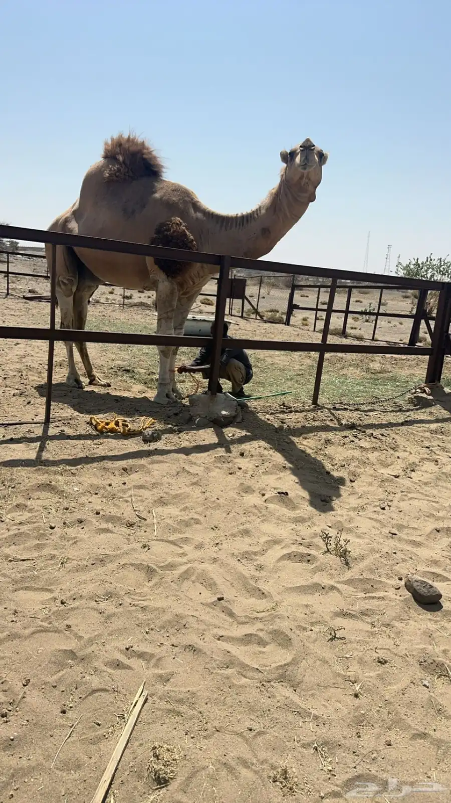 للبيع بعير حمر كفو 2