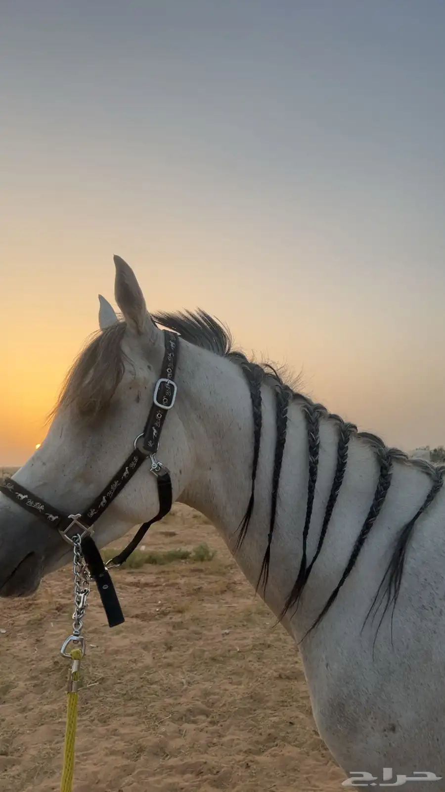 حصان واهو شيخ 2
