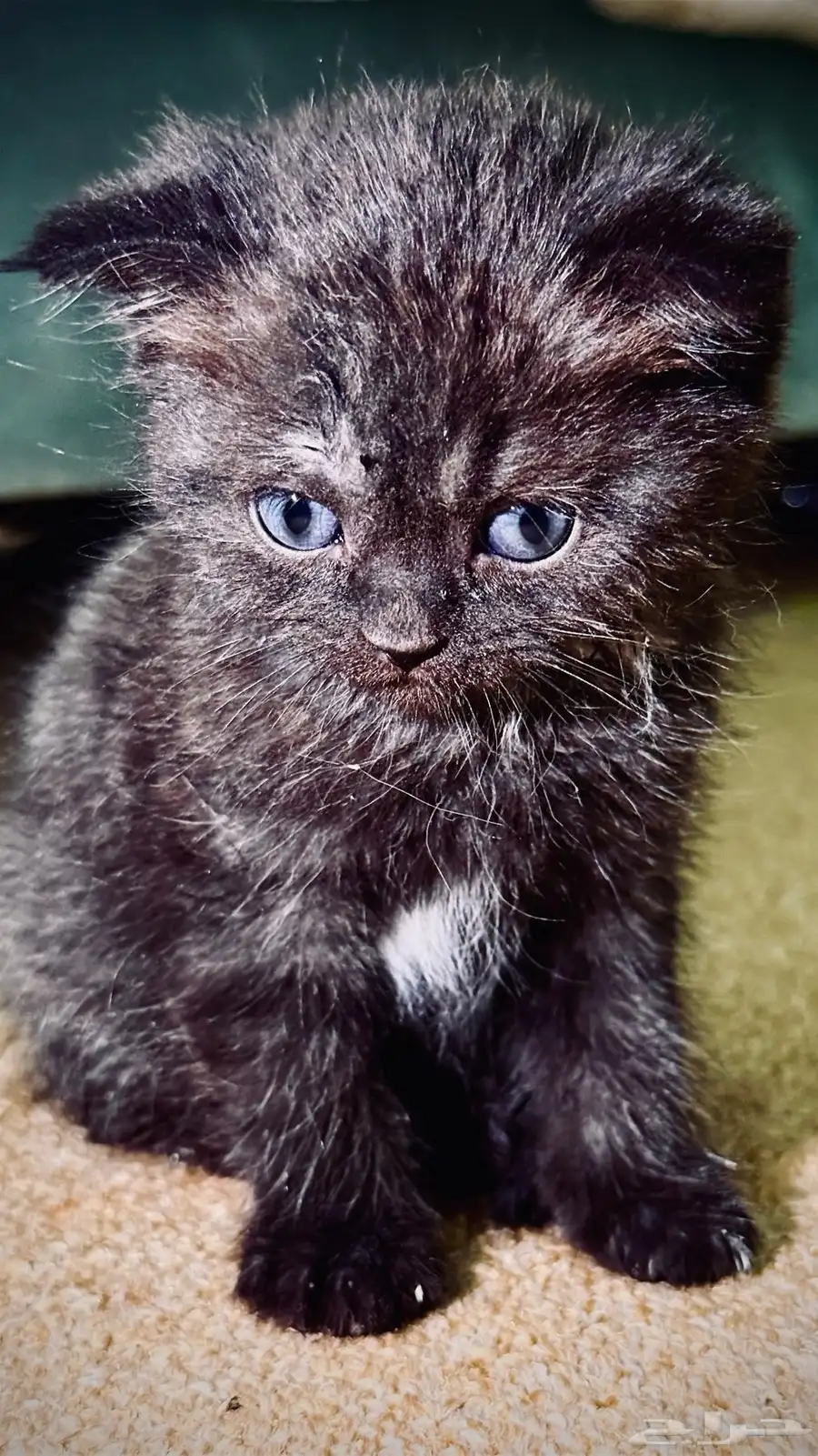 3 months old 0