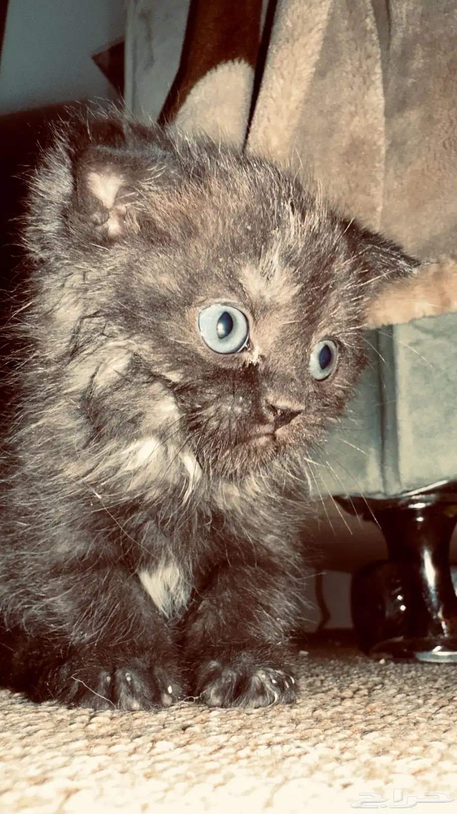 3 months old 2