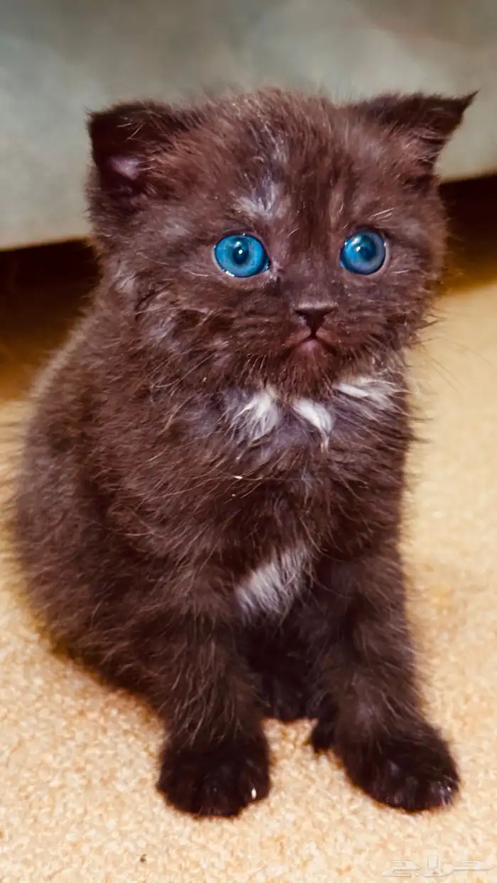 3 months old 1