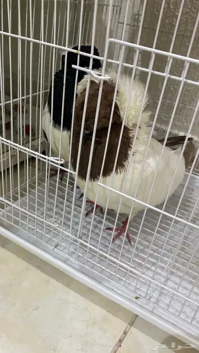 جوز حمام ذكر وأنثى صحه جيده خاليه من الأمراض منتجه 6
