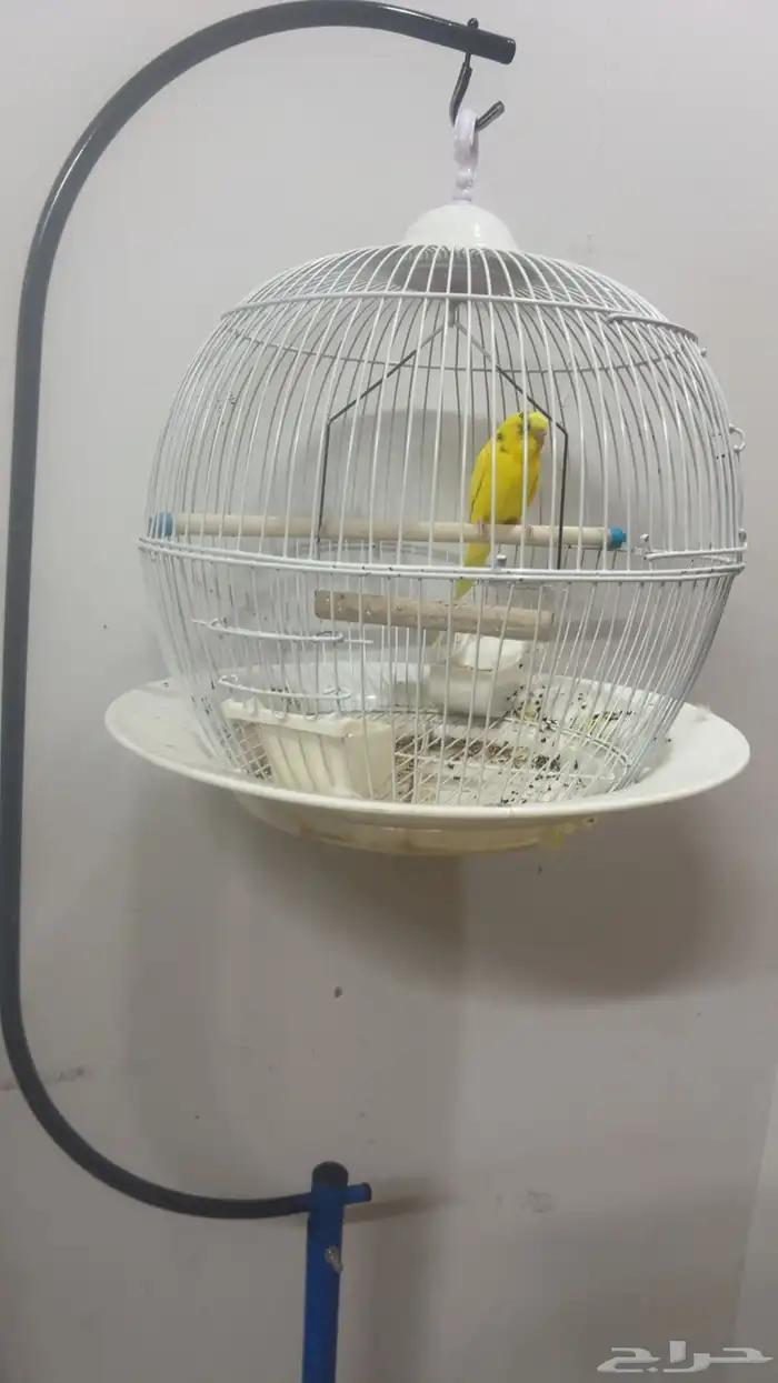 عصفورالحب واحد وعصفوران نوع اخرزيبرا 0