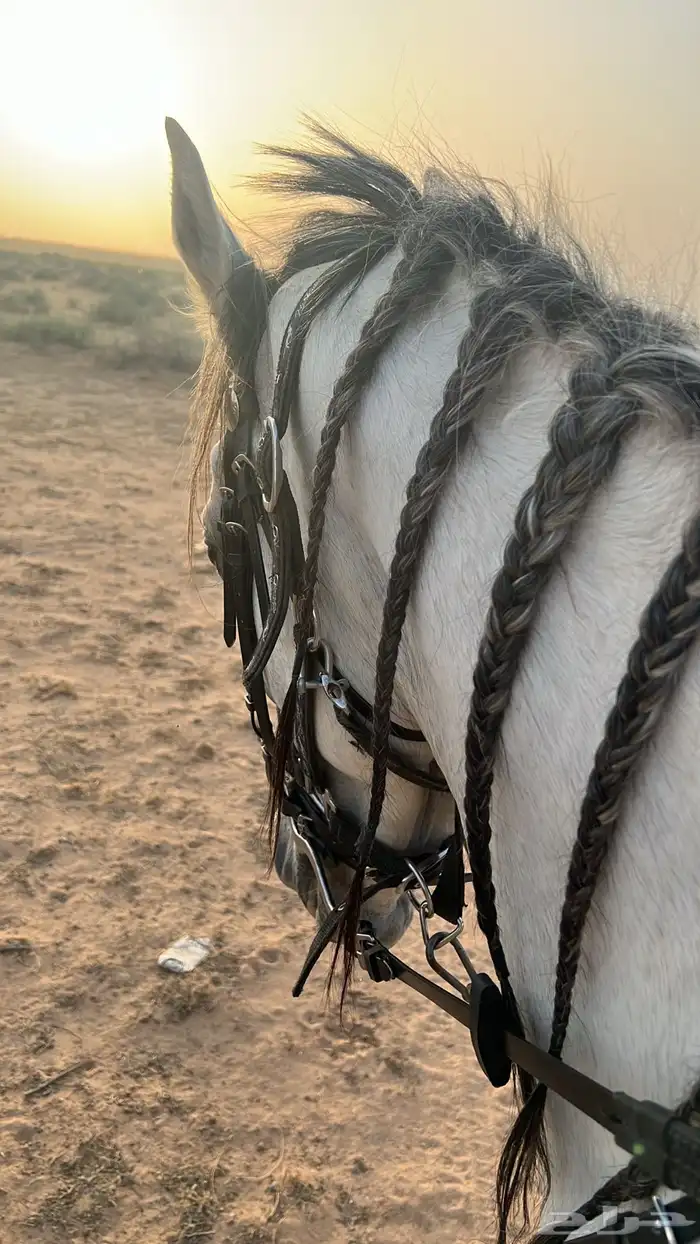 حصان واهو شيخ 3