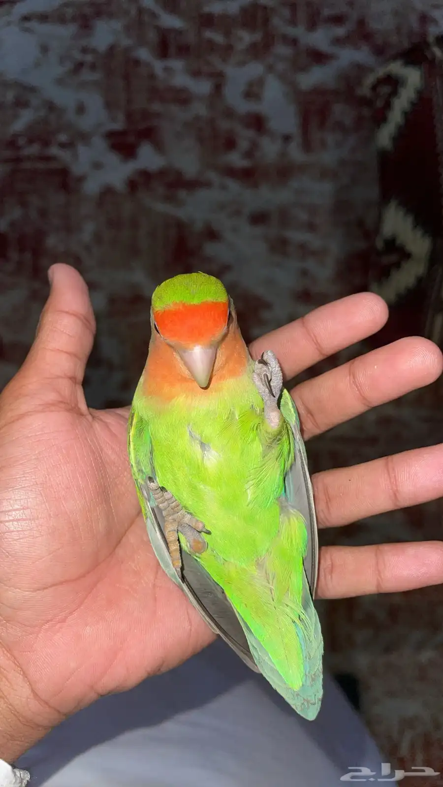 طير روز 0