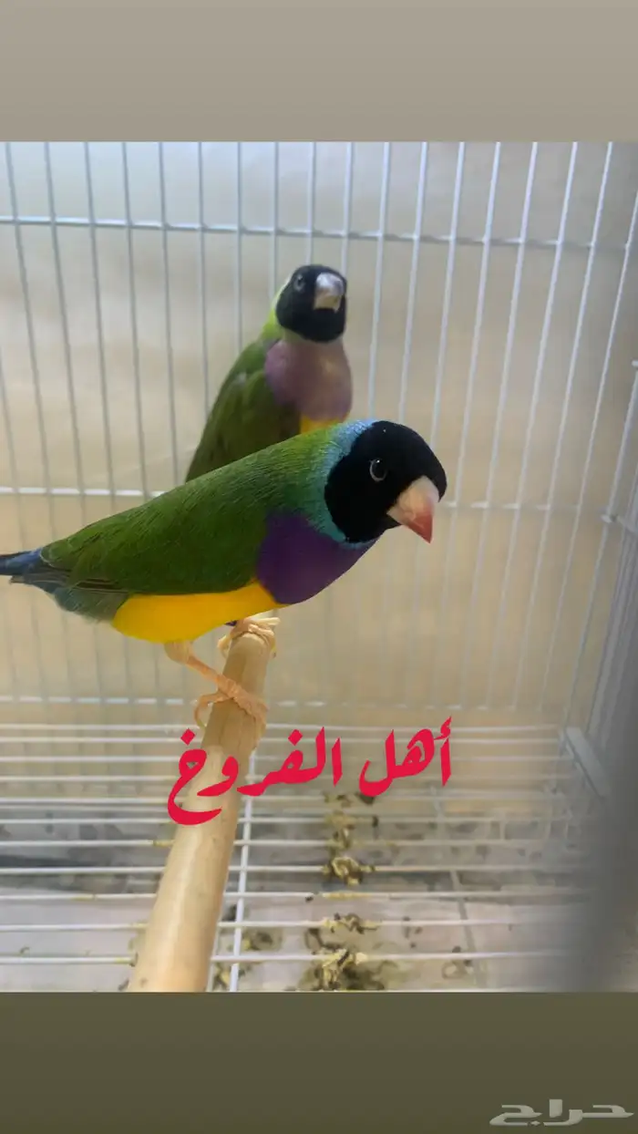 ( تم البيع ) للبيع خمس فروخ غر قولديان فنش كلاسك 2