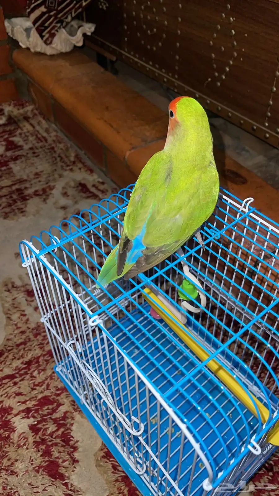 طير روز 2