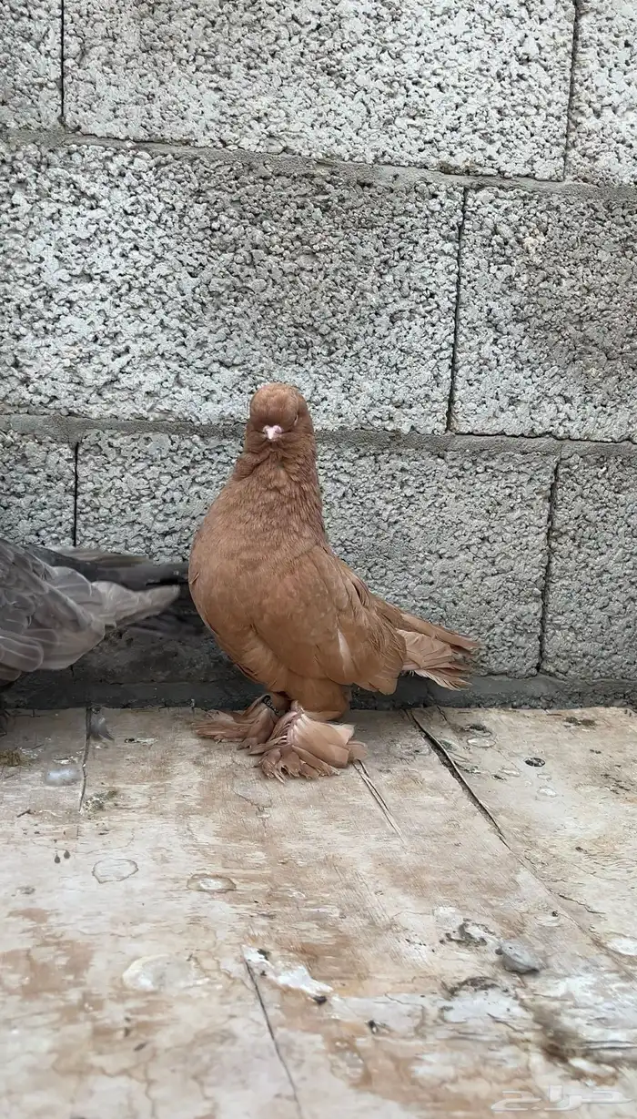 للبيع جوز لونق فيس 5