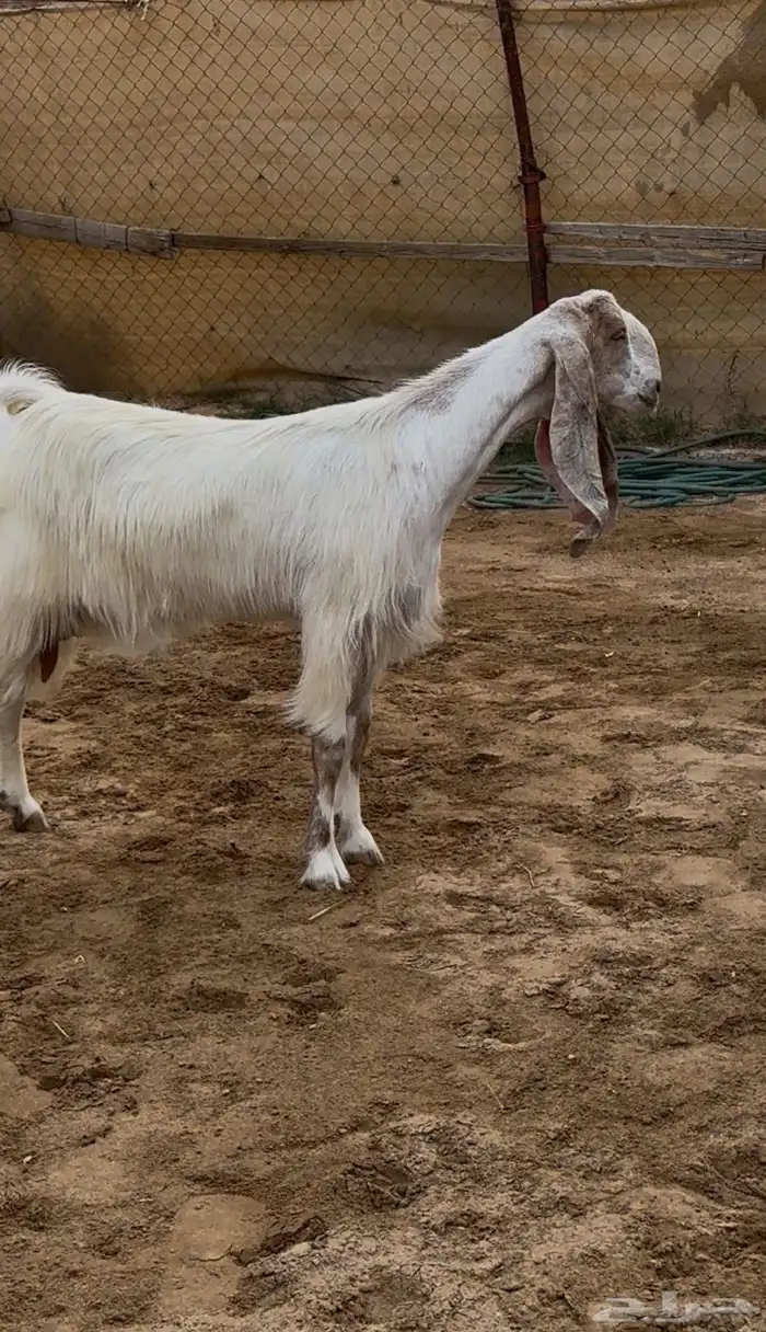 عنز فاخره جدا ( تم البيع ) 2