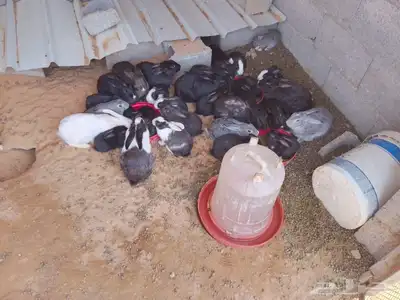 ارانب 1