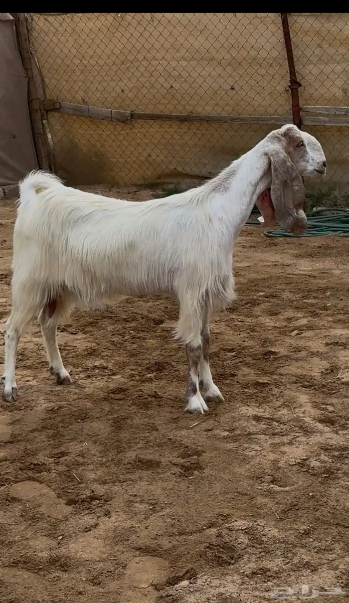 عنز فاخره جدا ( تم البيع ) 0