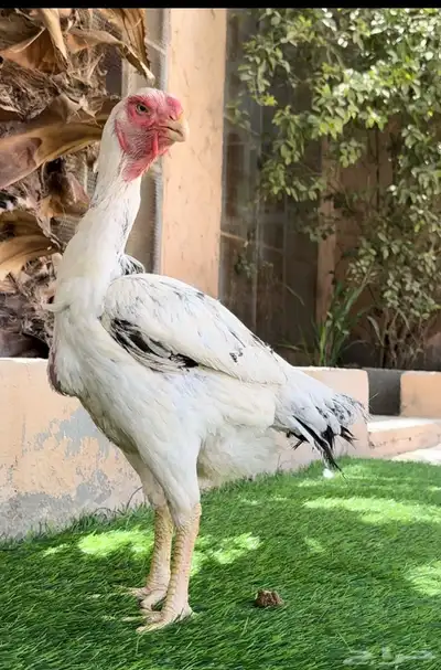 دجاجة فارسي 3