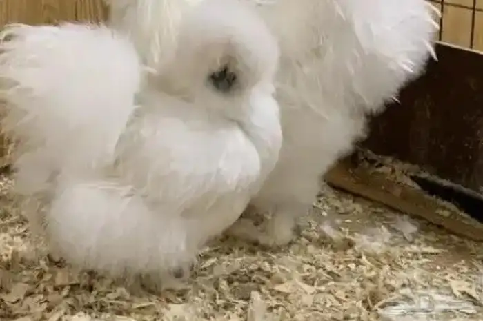 فروخ دجاج قطني 0