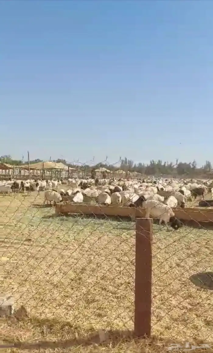 طليان برابر للبيع 1