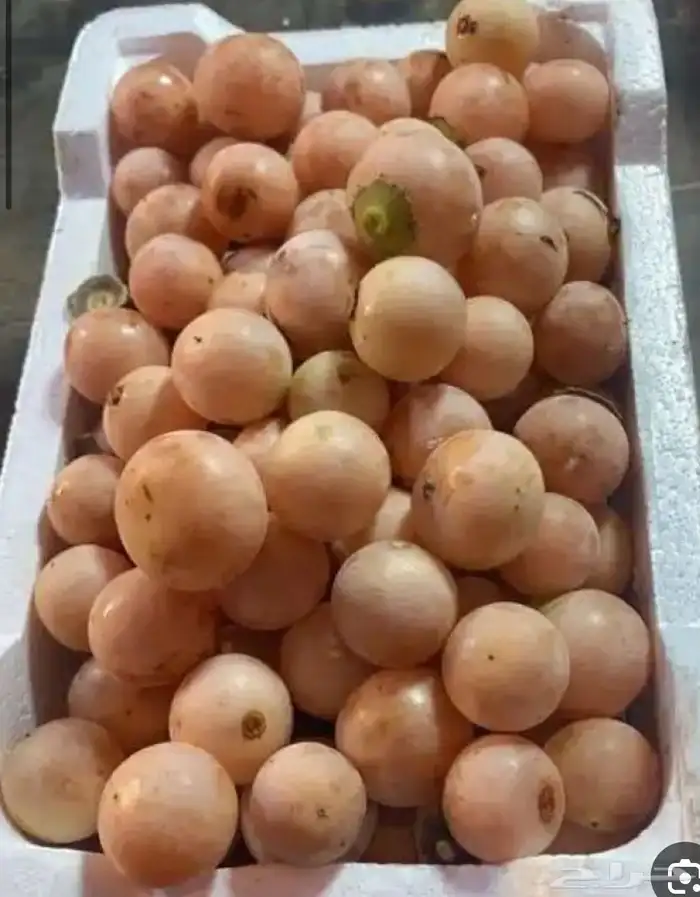 بمبره 4