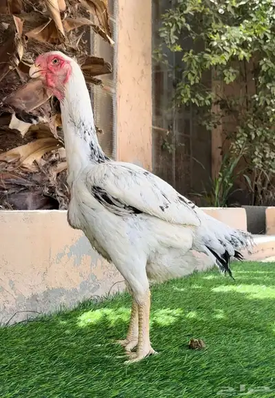 دجاجة فارسي 2
