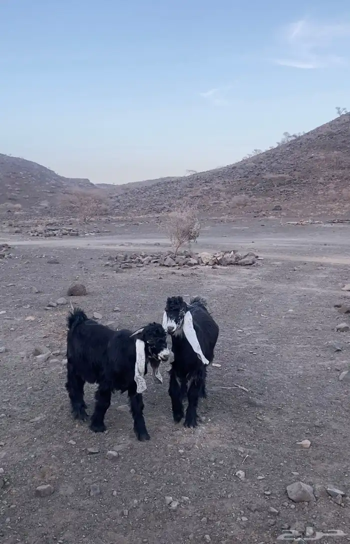 مشاريع فحول تيوس عوارض 0