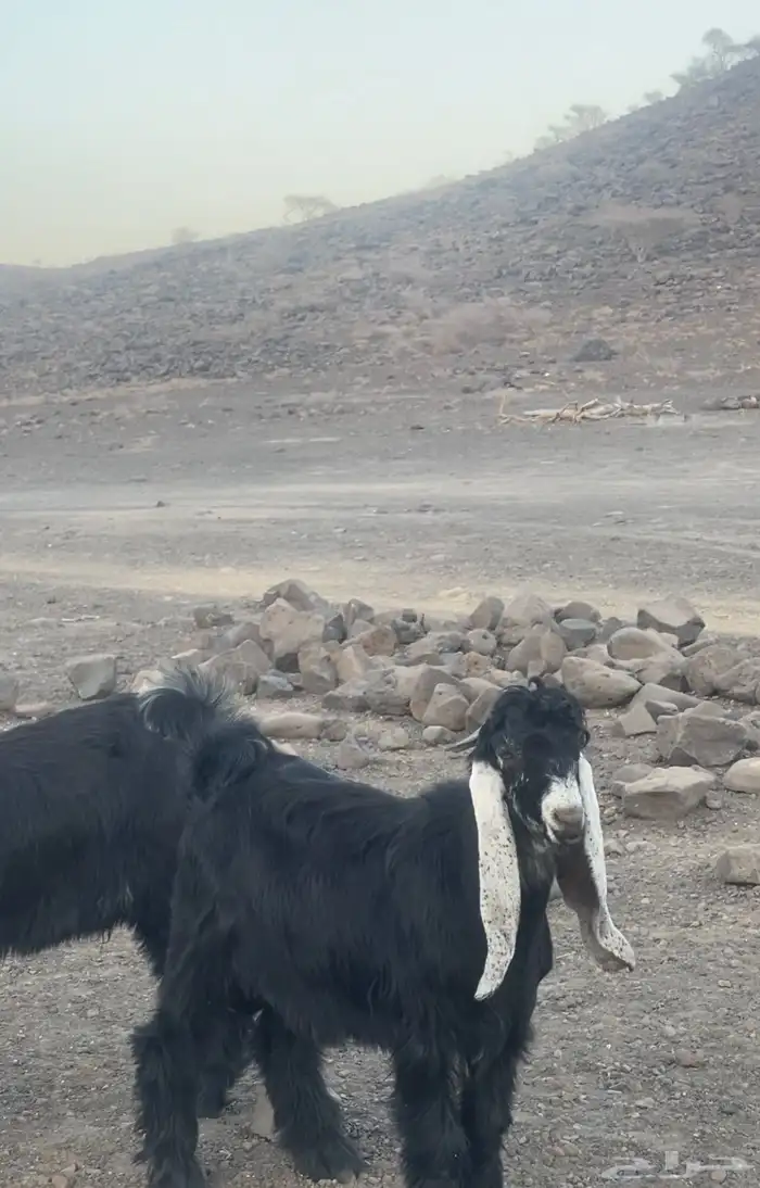 مشاريع فحول تيوس عوارض 3