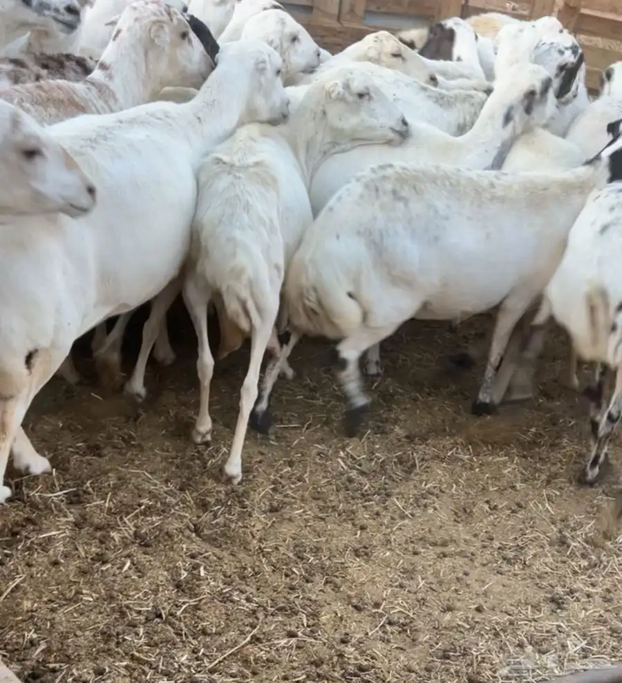 غنم للبيع 0