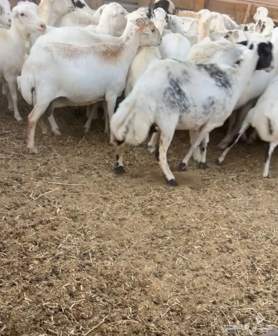 غنم للبيع 4