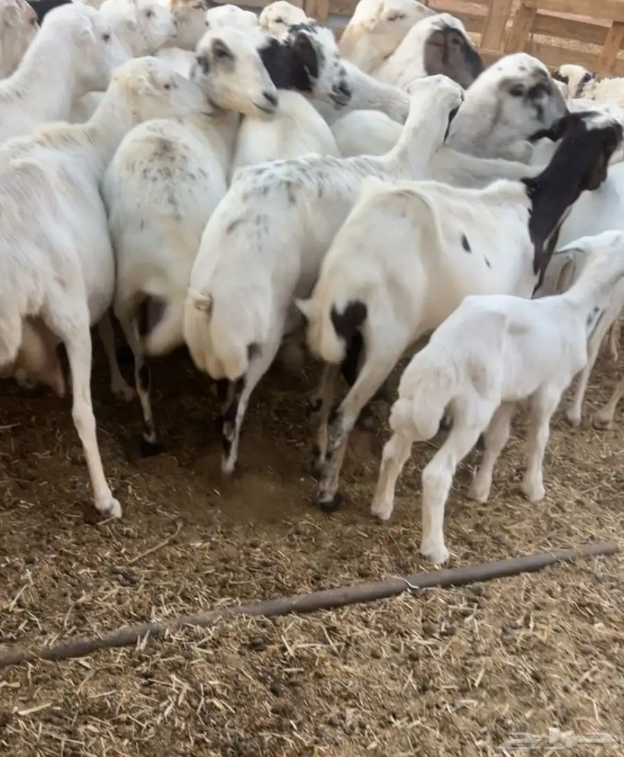 غنم للبيع 2