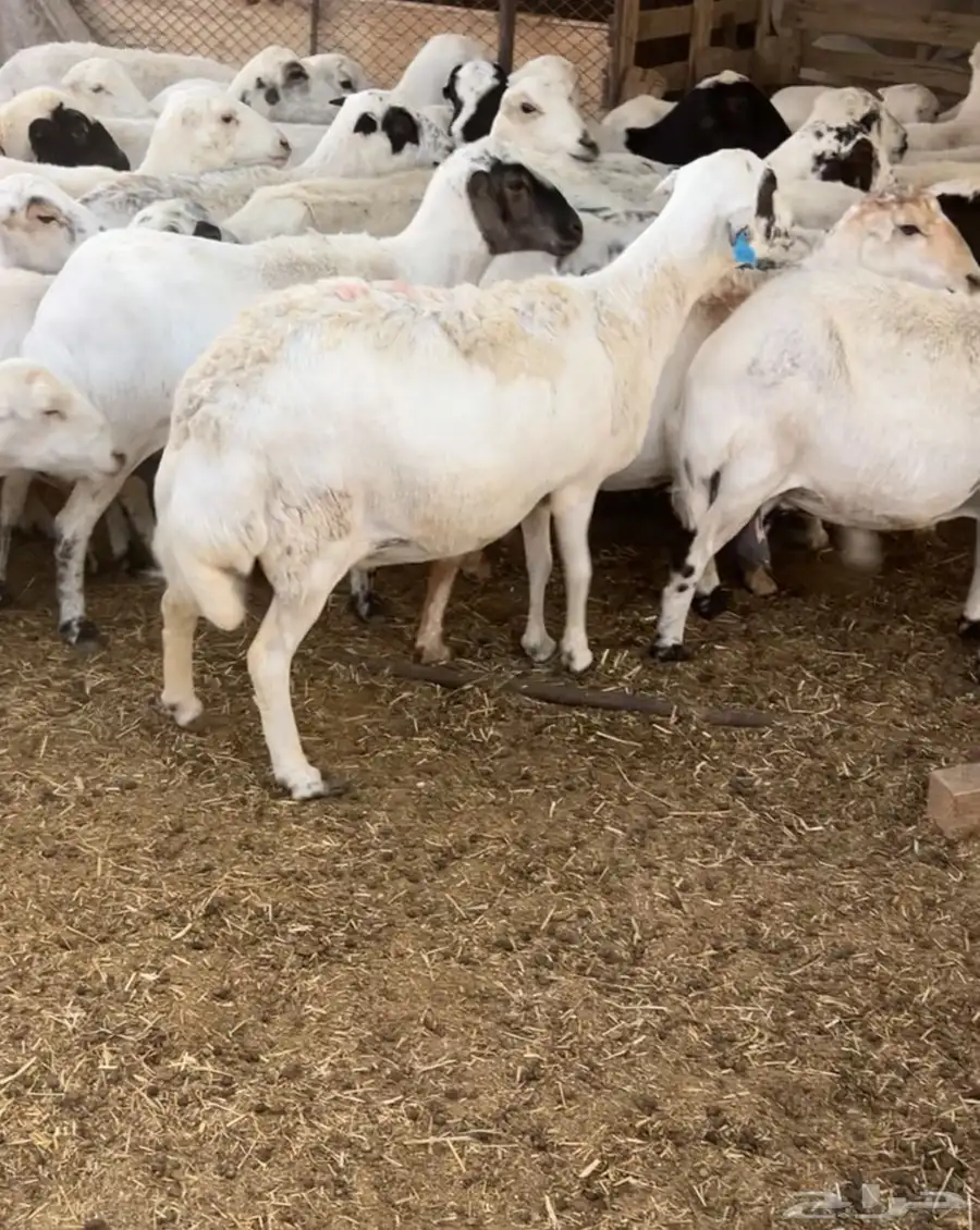غنم للبيع 5