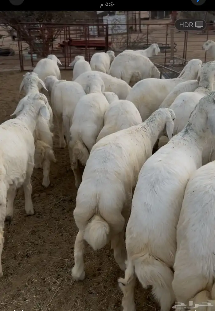 طليان 1