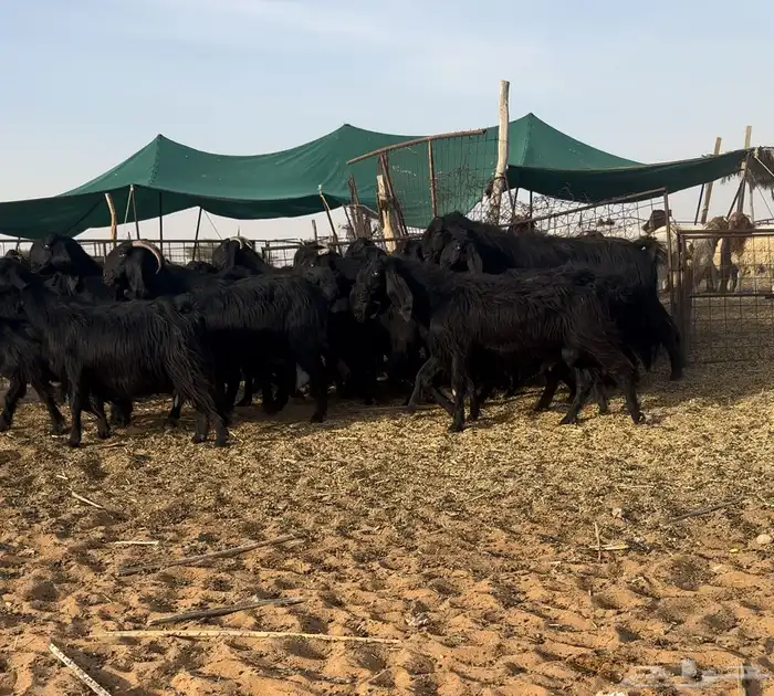 مراح ماعز قبرصيه اصل تم البيع 1