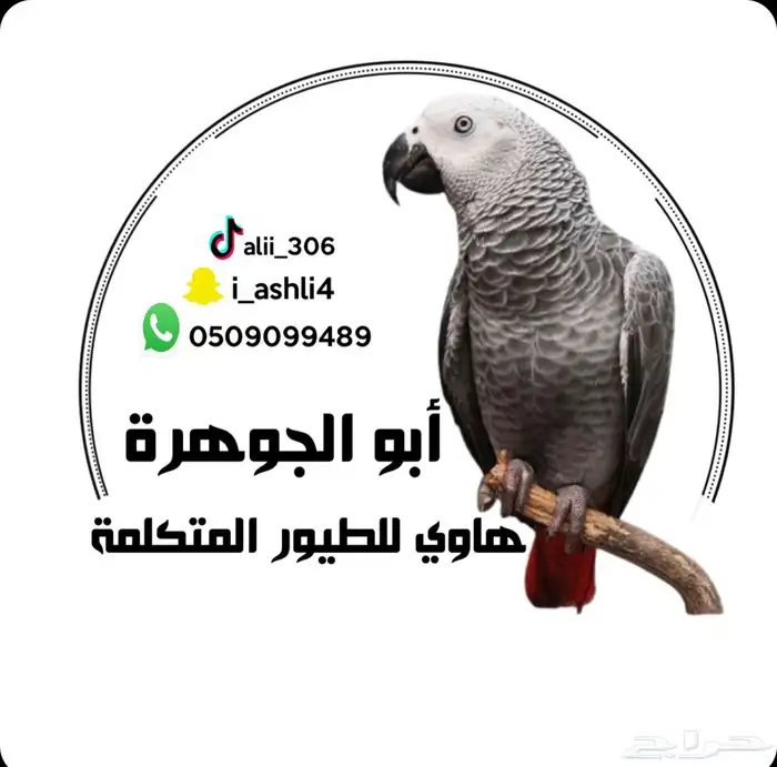 ببغاء كوكاتو تم البيع 3