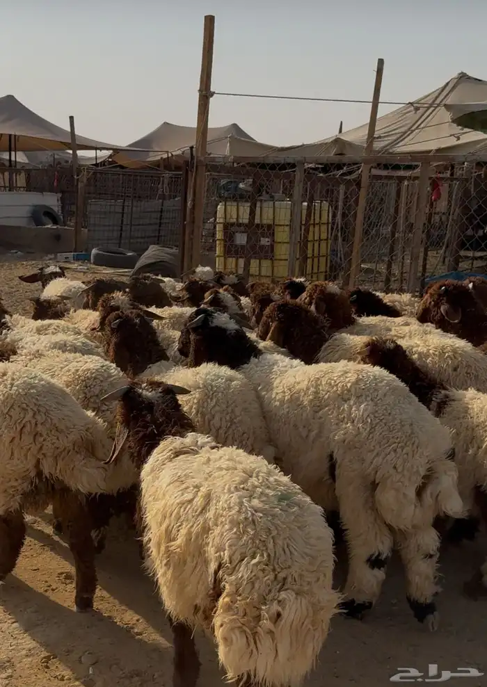 ذبايح للبيع جميع أنواع الذبايح 1