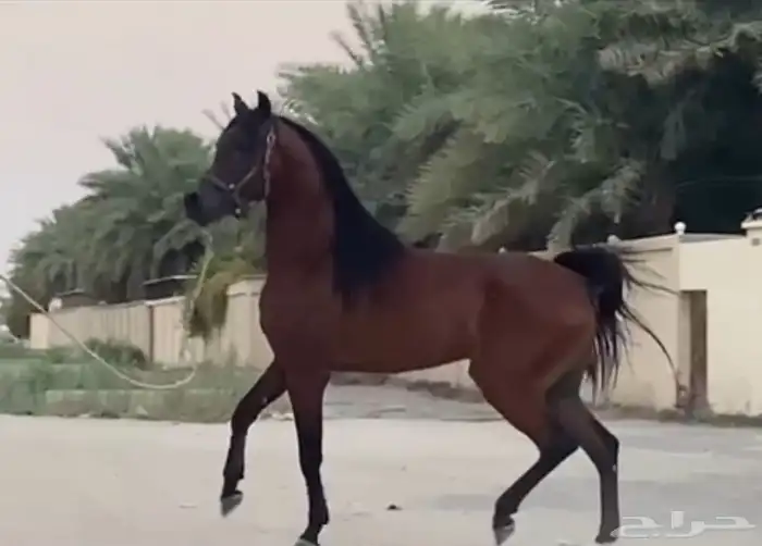 حصان واهو شيخ للببع 2