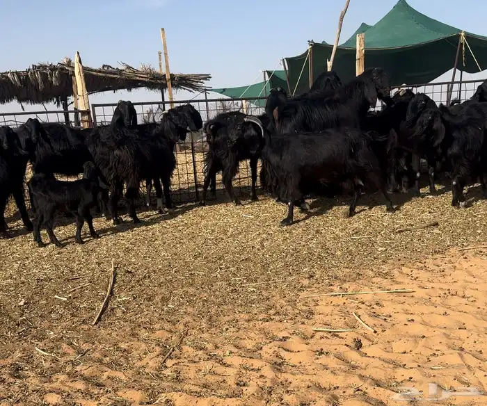 مراح ماعز قبرصيه اصل تم البيع 0