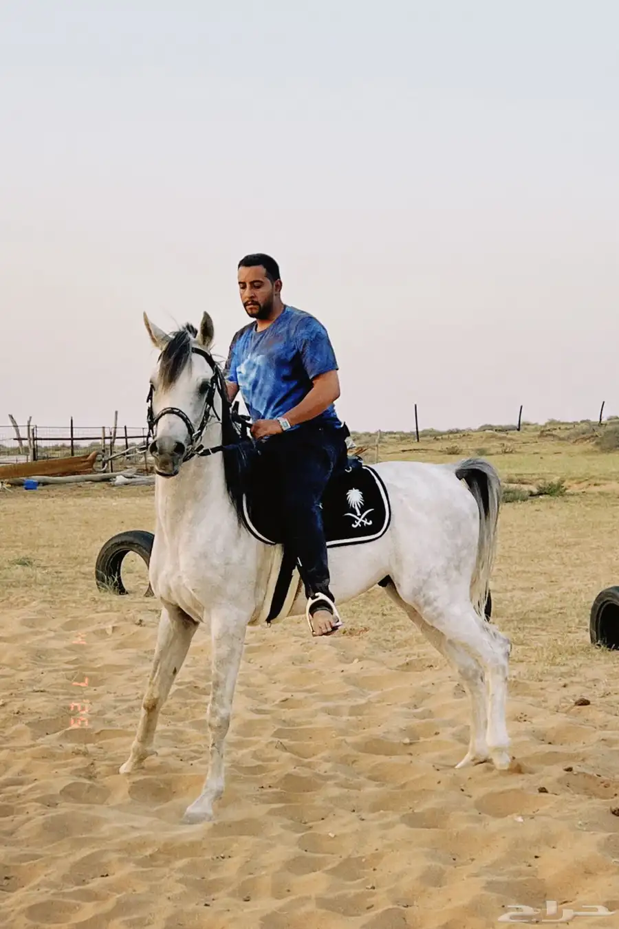 حصان واهو شيخ 5