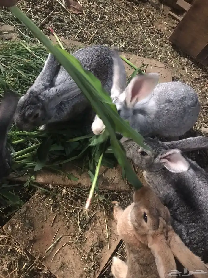 ارانب شانشيلا 1