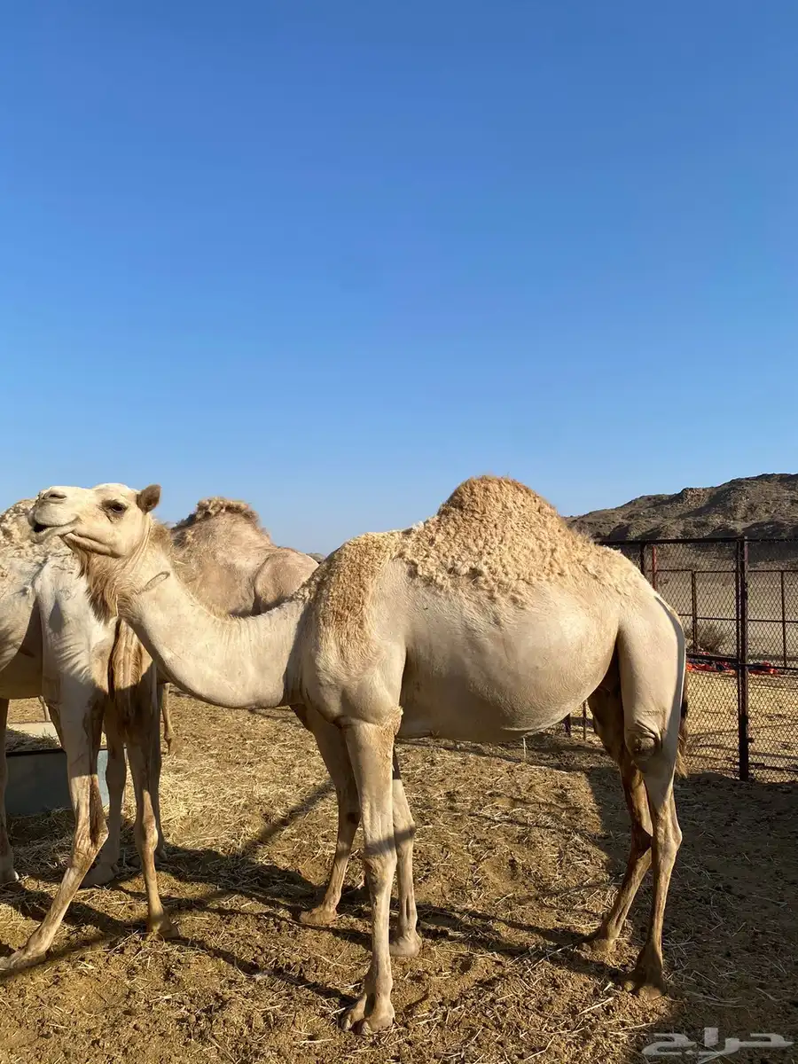 ناقه مهجنه للبيع لقحه 1