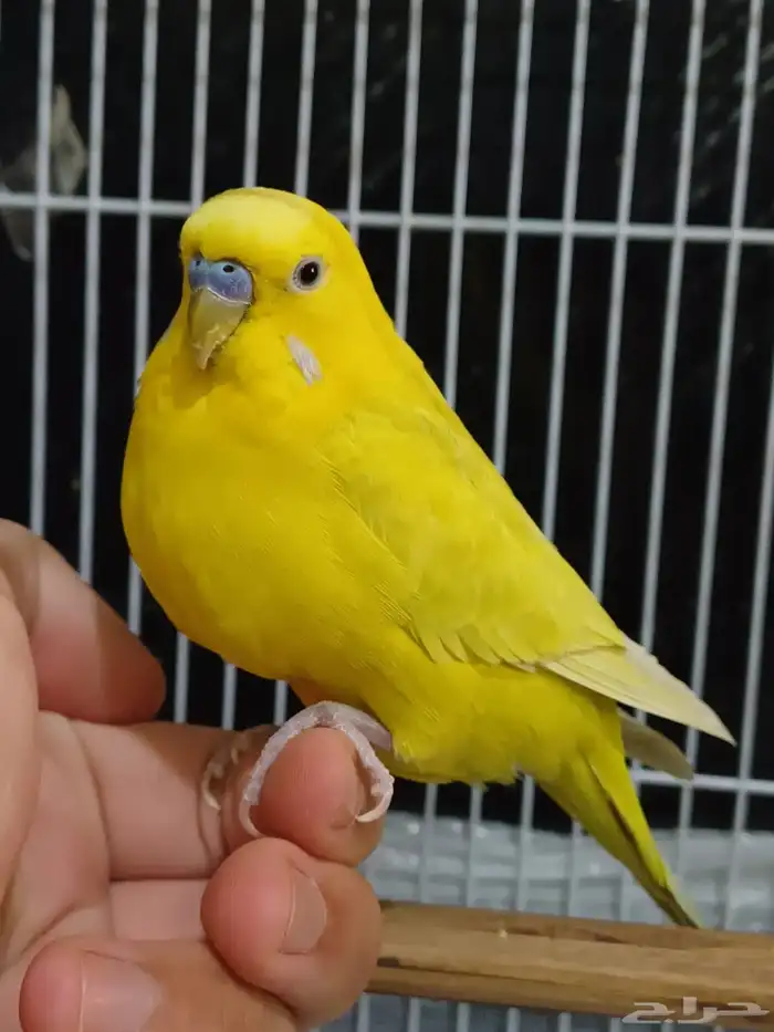 بادجي اليف روز اليف هدد 10