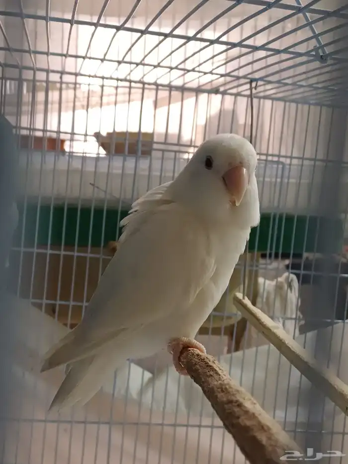 بادجي اليف روز اليف هدد 4