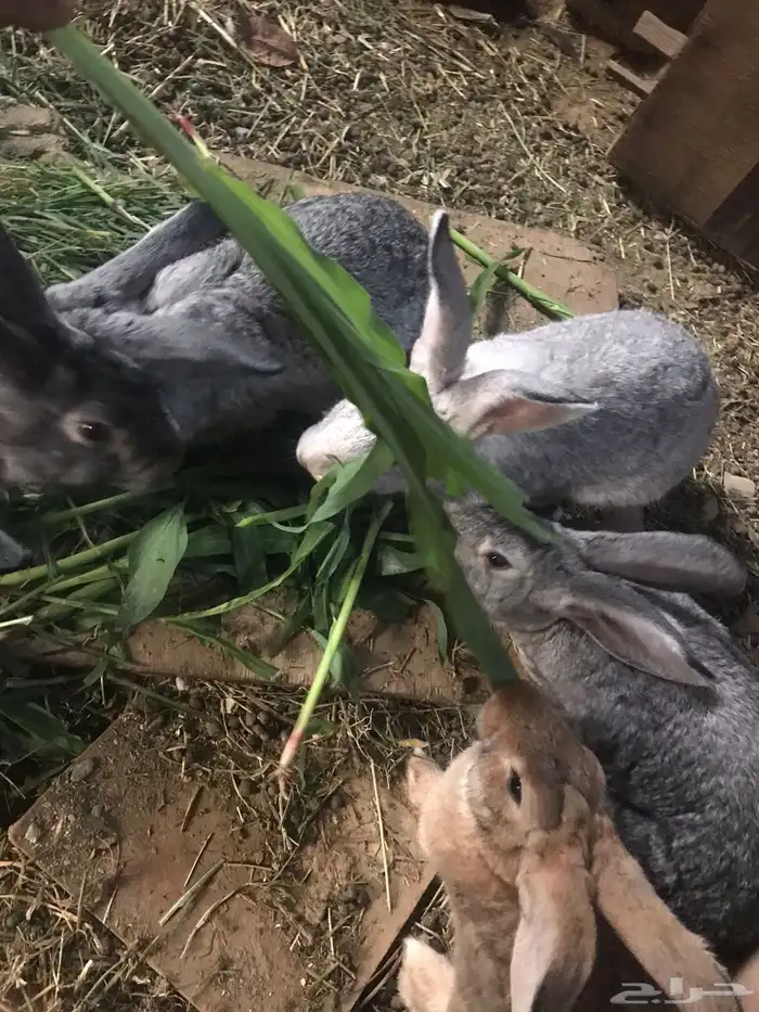 ارانب شانشيلا 0