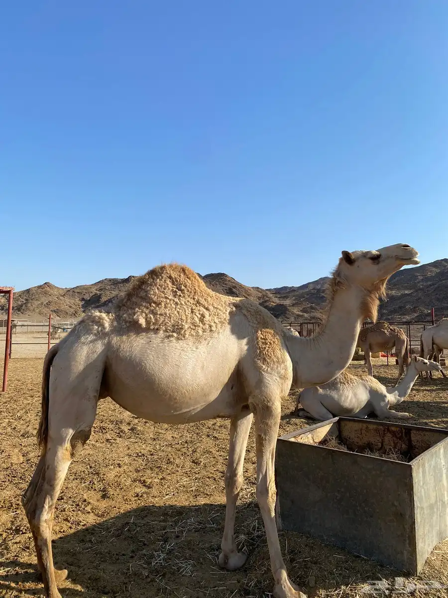 ناقه مهجنه للبيع لقحه 0